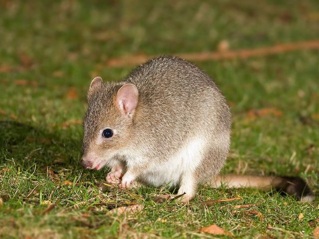 The Tasmanian Bettong (Bettongia gaimardi). Photo by JJ Harrison (jjharrison@facebook.com)