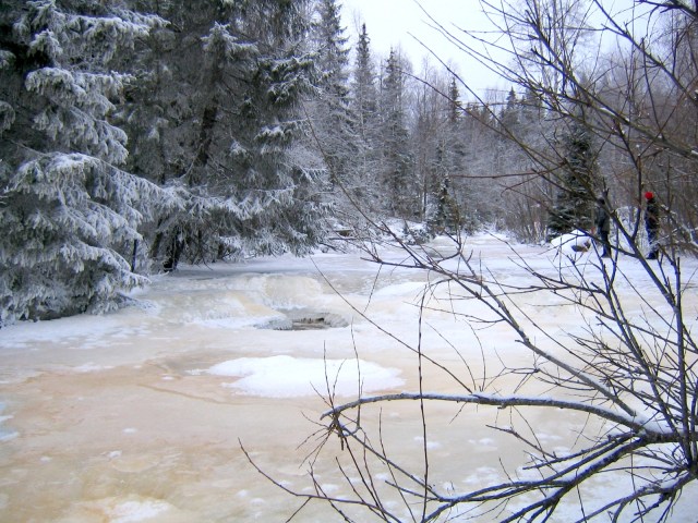 How do riparian plants even begin to survive a nordic winter?  Read our paper to find out!