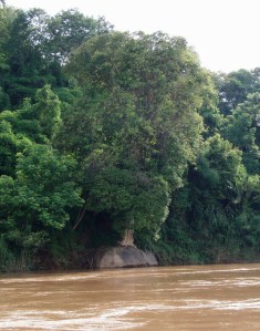  I have much respect for this tree! 