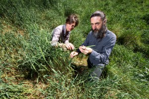 Pasture plants gone rogue: Phalaris is highly invasive but new varieties are still being developed