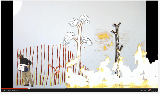 Invasive Gamba grass, planted for pasture, can increase bush fire intensity five fold